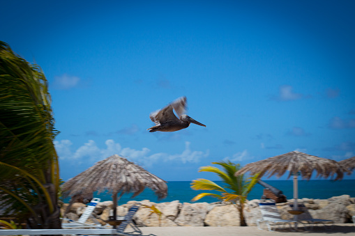 A pelican soars above sunshades and palms beneath a blue sky.