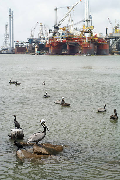 Pelicans at Galveston port stock photo