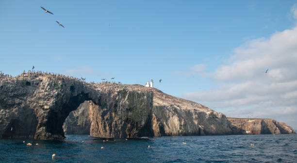 Pelicans flying over Anacapa Island Arch and Lighthouse in the Channel Islands National Park offshore from Santa Barbara California USA stock photo