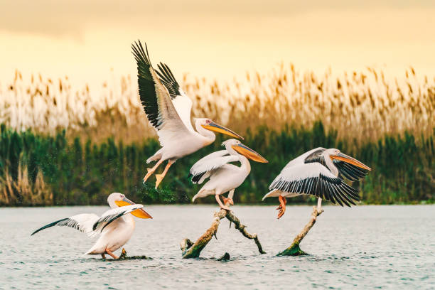 Pelicans in the Danube Delta, Romania flyring at sunrise stock photo