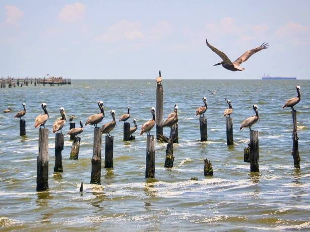 Pelicans on Pier Pilings stock photo
