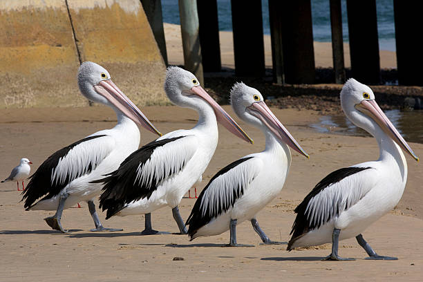 Pelicans stock photo