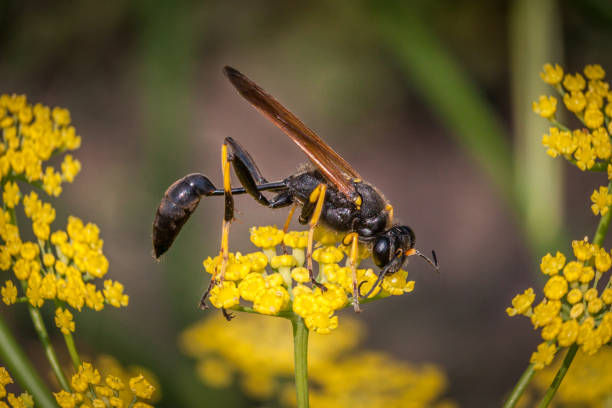 Pellope mason, (Sceliphron caementarium), Black and Yellow Mud Dauber, fennel. A sceliphron wasp forages a fennel plant in autumn. mud dauber wasp stock pictures, royalty-free photos & images