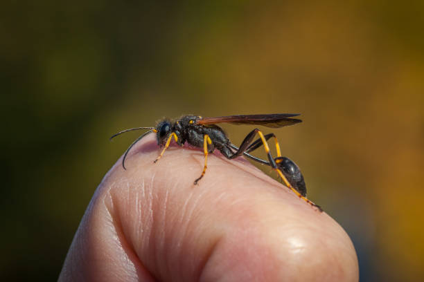 Pellope Mason, (Sceliphron caementarium), Black and Yellow Mud Dauber. Finger. A Pelopea masonry on a human finger. mud dauber wasp stock pictures, royalty-free photos & images