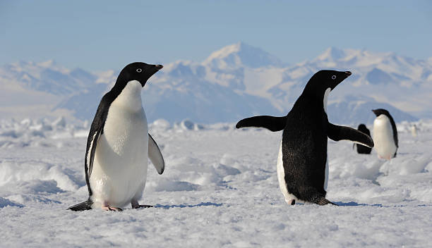 Penguin back and penguin front An Adelie penguin faces forward while the other shows its back, Cape Washington, Antarctica adelie penguin photos stock pictures, royalty-free photos & images