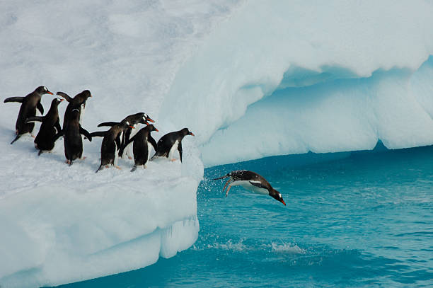 氷山から飛び降りるペンギン - ペンギン ストックフォトと画像