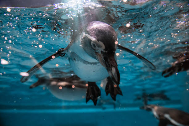 Penguin diving under water Penguin diving under water, underwater photography penguin photos stock pictures, royalty-free photos & images