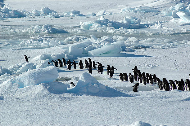 Penguin group with leader A group of about forty Antarctic adelie penguins seems to follow one enthusiastic penguin on the left. Picture was taken on the pack ice near the tip of the Antarctic Peninsula during a polar research expedition. adelie penguin photos stock pictures, royalty-free photos & images