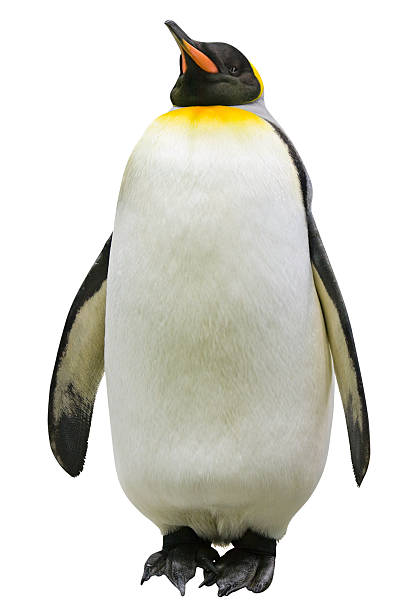 Emperor Penguin a Grand Old Man