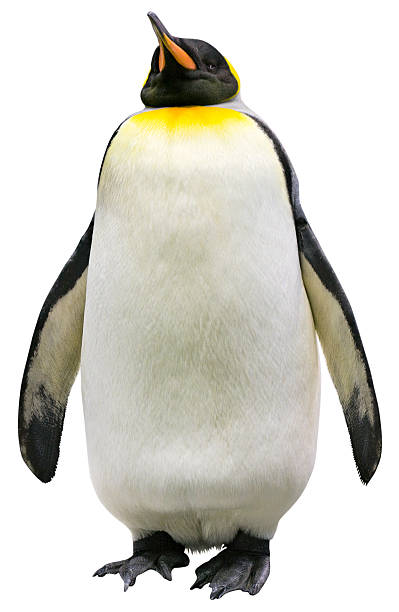 Penguin isolated with clipping path on white background  penguin photos stock pictures, royalty-free photos & images