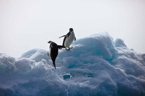 Penguin landing on Iceberg Penguin landing on Iceberg adelie penguin stock pictures, royalty-free photos & images