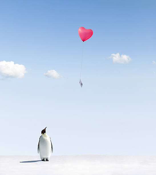 Penguin looking at letter attached in a heart-shaped balloon stock photo