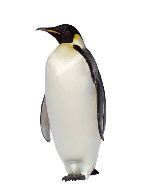 Penguin on a white background  stock photo
