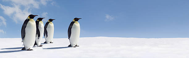 Penguin Panorama stock photo