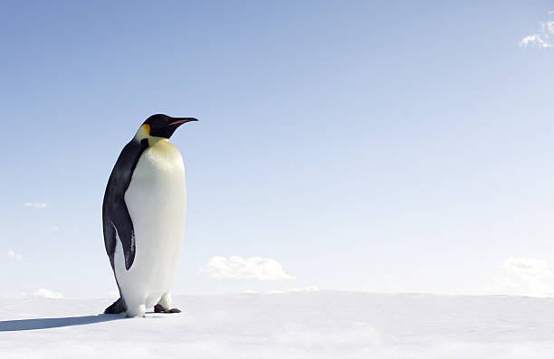 Penguin stock photo