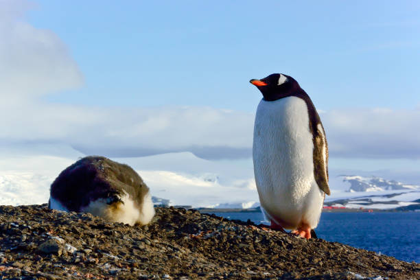 Penguin with Child in Antarctica sitting in front of ice stock photo