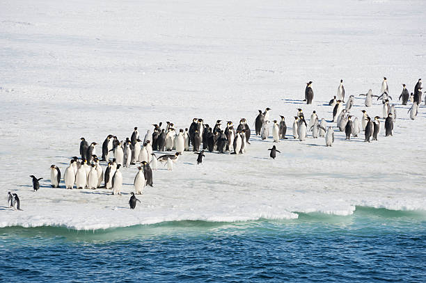 Penguins at edge of sea ice A group of Emperor Penguins, Emperor Penguin chicks and Adelie Penguins are gathered at the edge of the sea ice. adelie penguin stock pictures, royalty-free photos & images