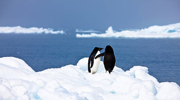 Penguins in affectionate embrace, near Paulet Island, Antarctica Adelie Penguins, in affectionate embrace, near Paulet Island, Antarctica. adelie penguin stock pictures, royalty-free photos & images