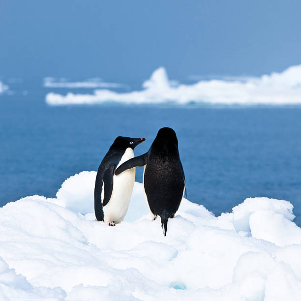 Penguins in Love Antarctica Penguins in Love Antarctica adelie penguin stock pictures, royalty-free photos & images