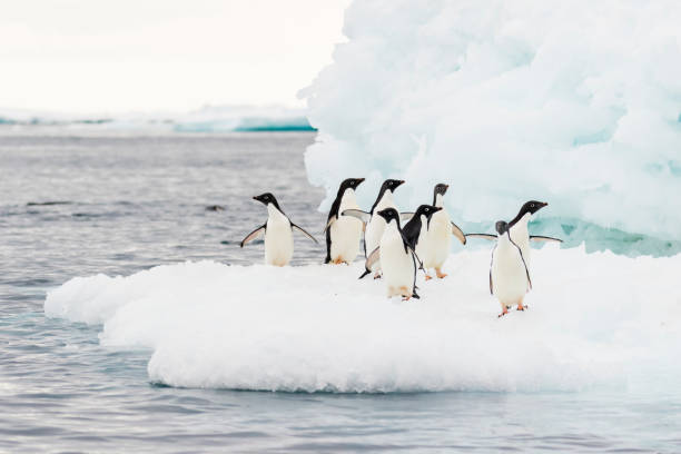 Penguins on an ice floe in the ocean Adélie penguins (Pygoscelis adeliae) on an ice floe in the Weddell Sea adelie penguin stock pictures, royalty-free photos & images
