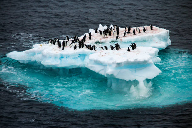 Penguins on an iceberg in Antarctica Penguins drifting around on an iceberg in the Scotia Sea close to the Antarctic continent adelie penguin photos stock pictures, royalty-free photos & images
