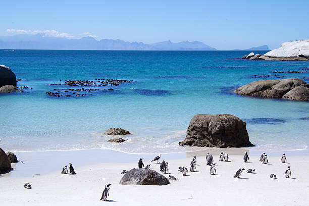 Penguins walking on sand near a blue ocean stock photo