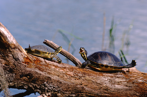 Peninsula Cooter Turtle Stock Photo - Download Image Now - iStock
