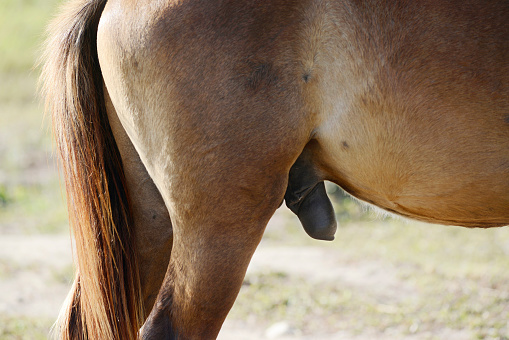 Category:Horses with erect penis.