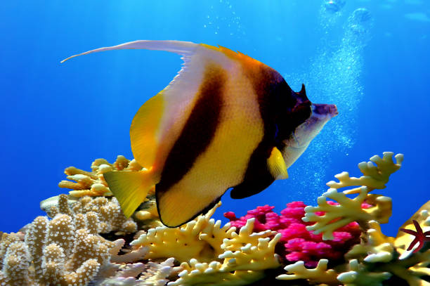 Pennant coralfish (bannerfish) stock photo