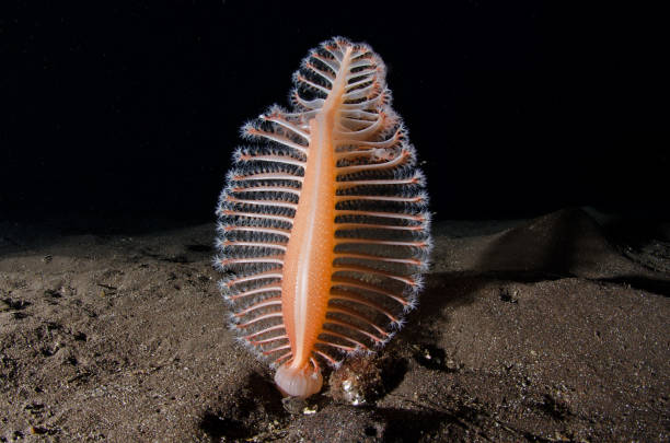 deniz kalemi stok fotograf resimler ve gorseller istock