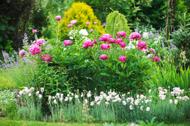 peonies blooming together with dianthus plumarius in private summer garden. Cottage style gardening and companion planting. stock photo