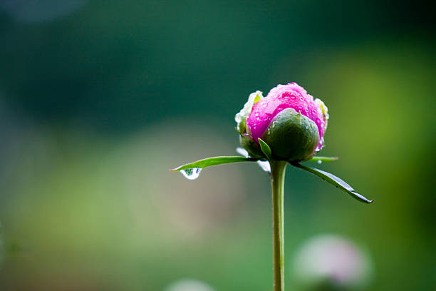 Peony  bud stock pictures, royalty-free photos & images