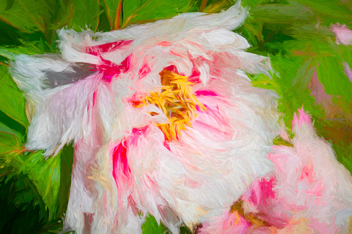 Pink peony rose flower after rain.  Heavily post processed to give a painterly effect.