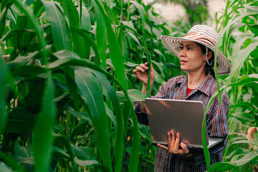 People and maize field, farmer women holding laptop on corn field background of organic agriculture in rural