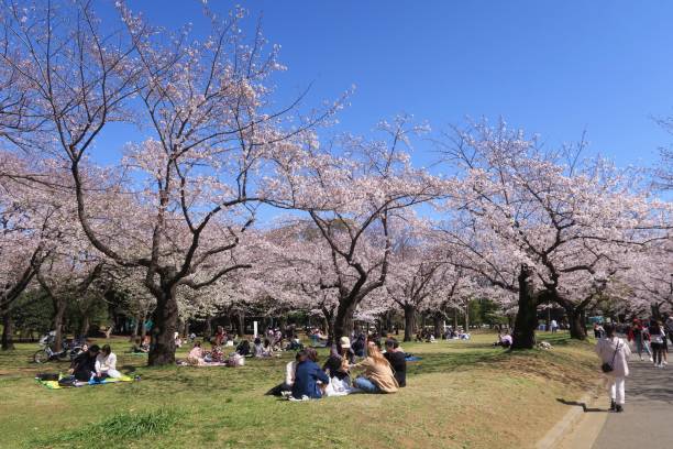 People are picnicking in the Yoyogi Park stock photo