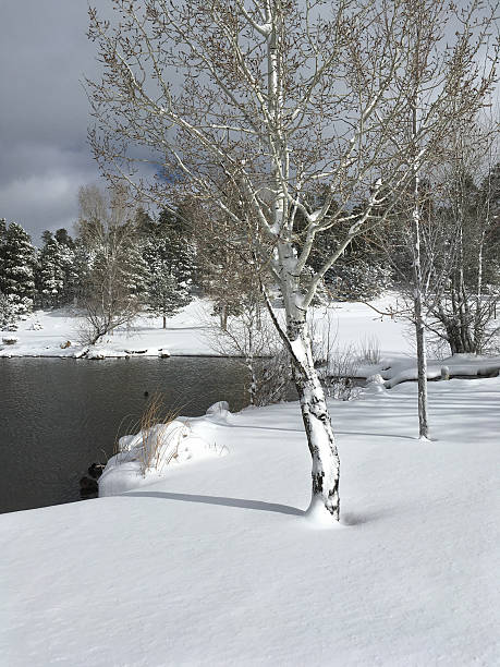 Aspen Tree by a Lake in Winter People don't normally think of Arizona as a place that gets much snow in the winter. This scene was photographed in Northern Arizona at the town of Flagstaff. At 7000 feet elevation, snow falls often here in the winter, sometimes accumulating one to two feet at a time. jeff goulden aspen stock pictures, royalty-free photos & images
