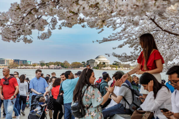 People Enjoying the Cherry Blossoms in Washington, DC stock photo