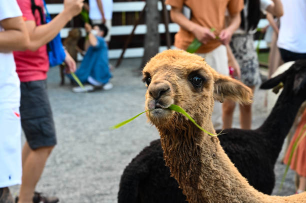 yilan, taiwan - sep 06, 2021: people feed alpaca in the farm. - taiwan 個照片及圖片檔