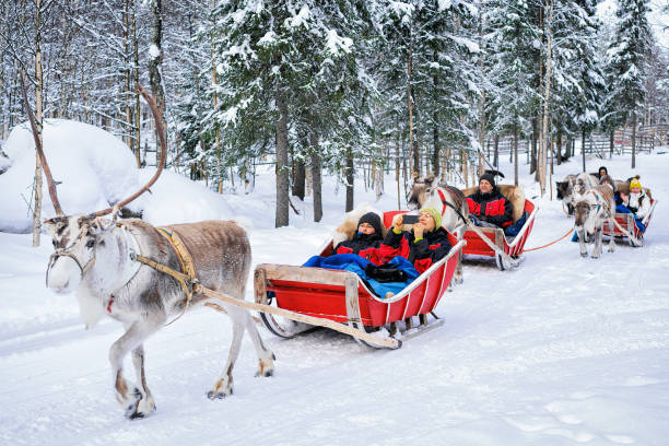 People in Reindeer sledge caravan safari in winter forest Rovaniemi Rovaniemi, Finland - March 5, 2017: People in Reindeer sledge caravan safari in winter forest in Rovaniemi, Lapland, Finland finnish lapland stock pictures, royalty-free photos & images