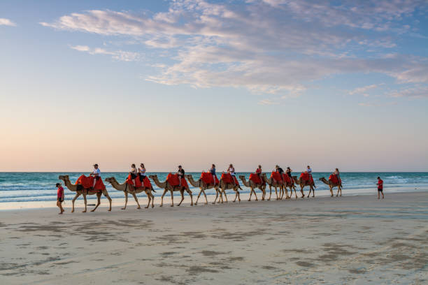 People riding Camels on Cable Beach on a beautiful summers evening stock photo
