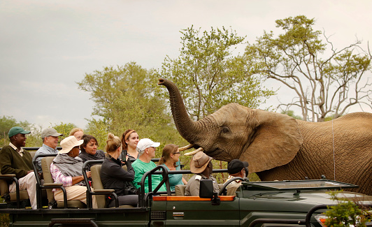 An elephant talks to tourists in a safari vehicle (by Mitch Sisskind)