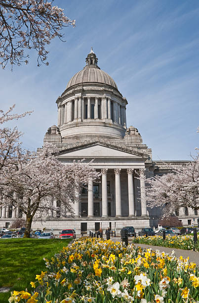 People at the Washington State Capitol Building Olympia, Washington, USA - April 08, 2011: People Stroll Through a Garden of Daffodils and Cherry Blossoms at the Washington State Capitol. jeff goulden government building stock pictures, royalty-free photos & images