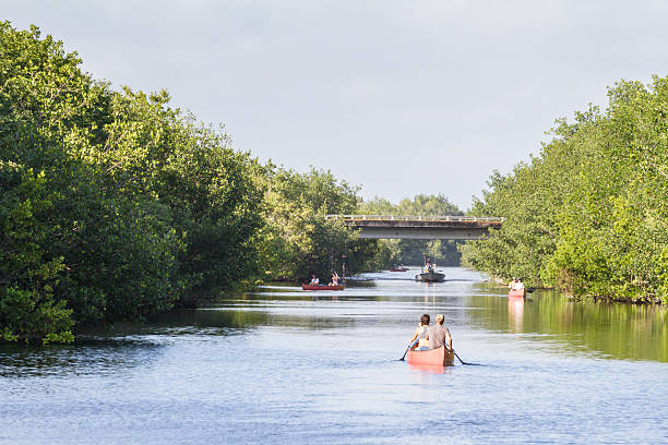 personnes avec des canoës au parc national des everglades - kayak mangrove photos et images de collection