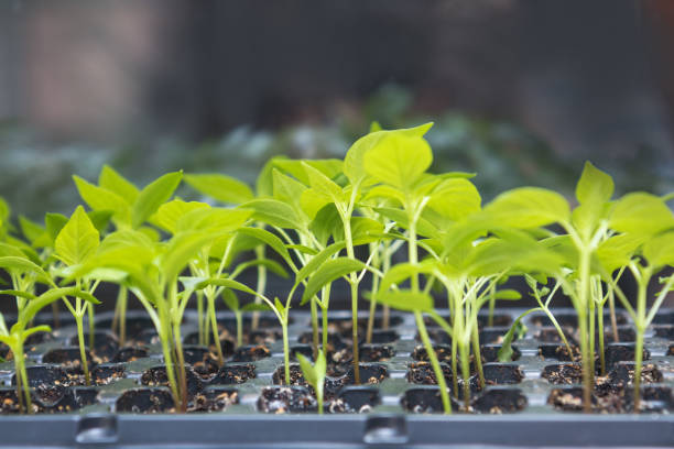 Pepper seedling transplants growing stock photo