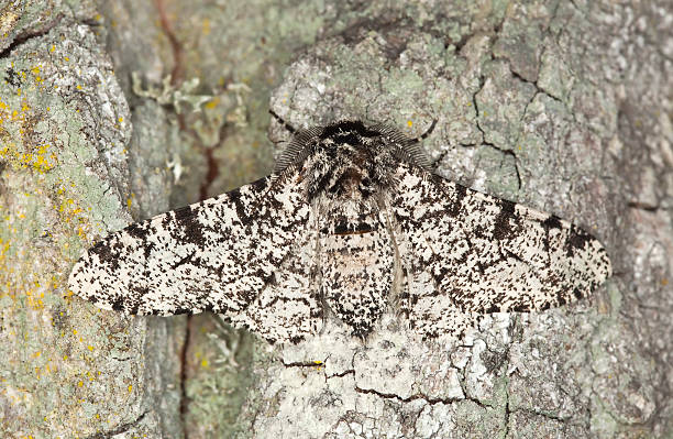 Peppered moth (Biston betularia) camouflaged on oak Macro photo. stock photo