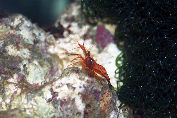 Peppermint shrimp (Lysmata wurdemanni) stock photo