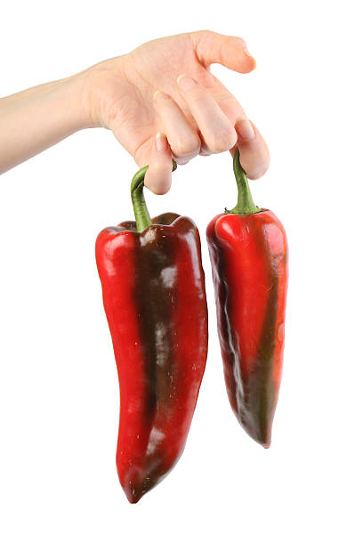 Peppers in hand stock photo