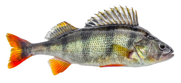 Perch fish isolated on white background Perch fish isolated on white background perch fish stock pictures, royalty-free photos & images