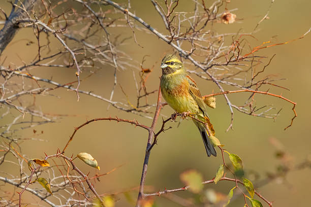 Perched Cirl Bunting stock photo
