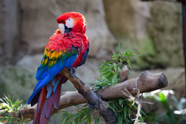 Perched Scarlet Macaw stock photo